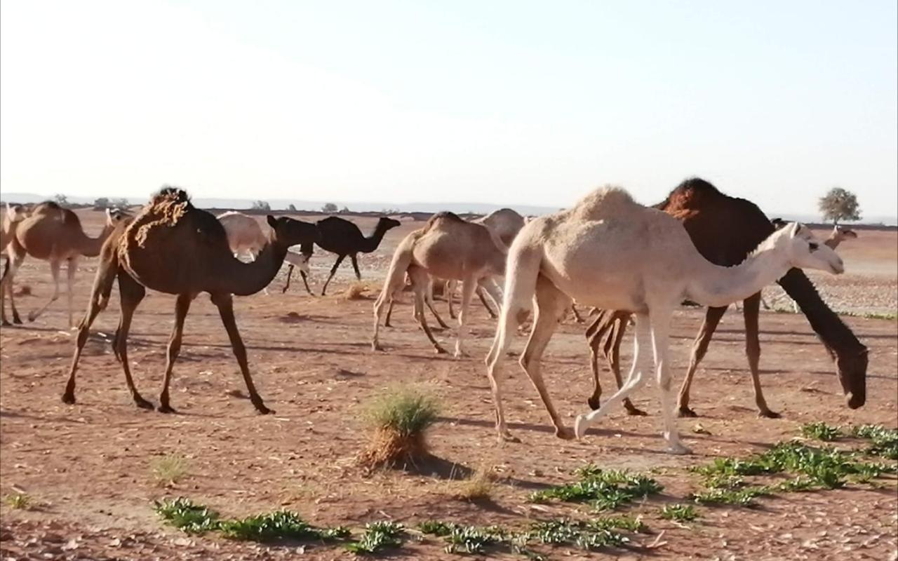 Kasbah Les Alizes Du Desert M'Hamid Buitenkant foto